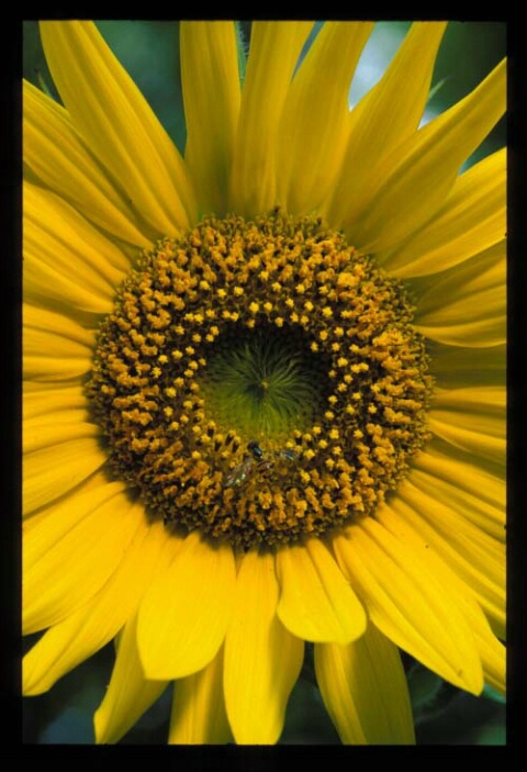 Bee on Sunflower #1