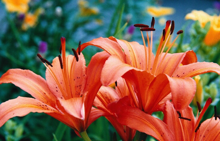 Lillies - Selective Focus