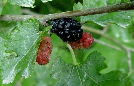 "Berries in a Web"