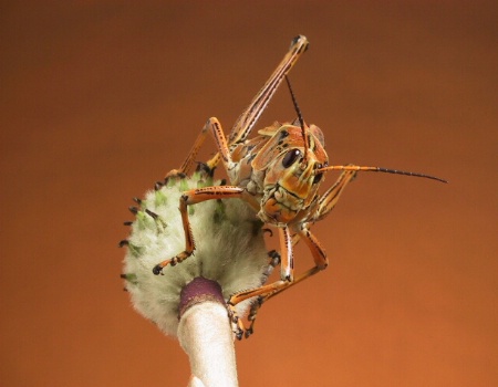 portrait of a grasshopper