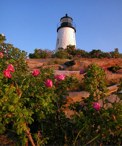 Lighthouse Roses