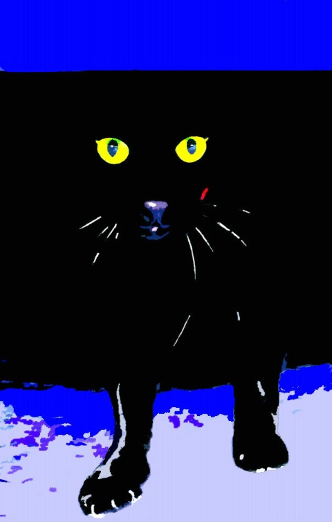 black cat -poster