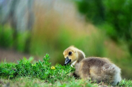 Baby goose in the wild