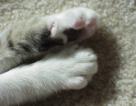 Paws of Innocence
