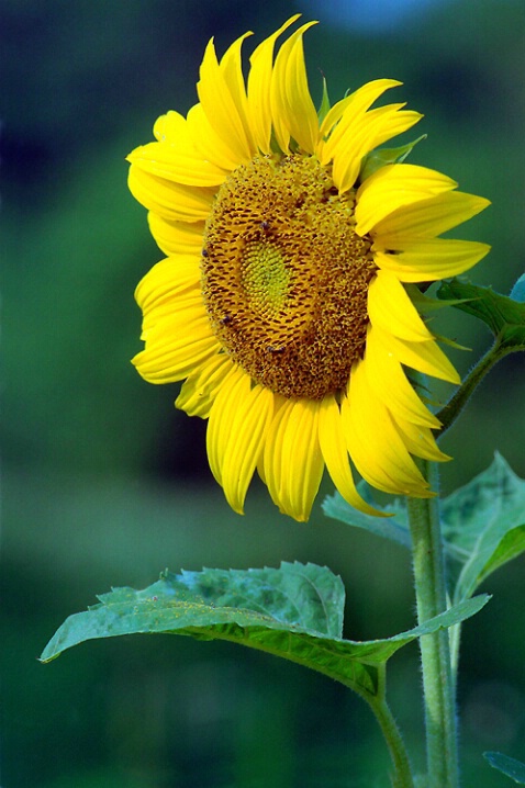 Sunflower Pollen