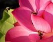 Bee in the Pink