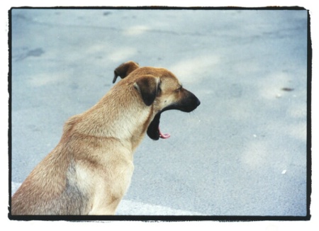What a Yawn....