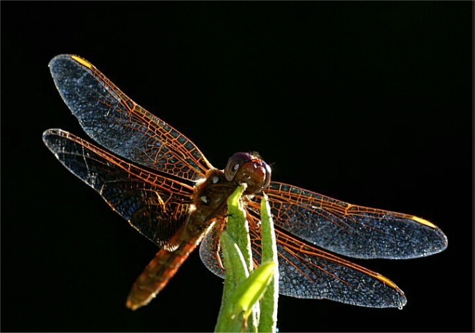 Backlit dragonfly.