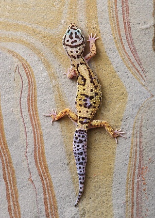 Leopard Gecko