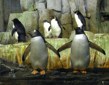 Penguin Choir at the Montreal Biodome