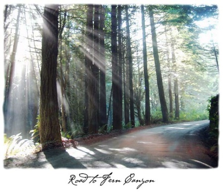 Road to Fern Canyon