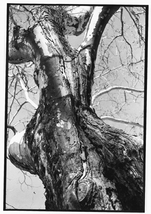 Tree - ID: 34553 © Mary B. McGrath