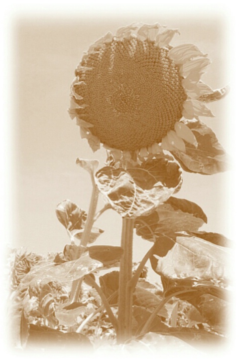 Sunflower In Sepia