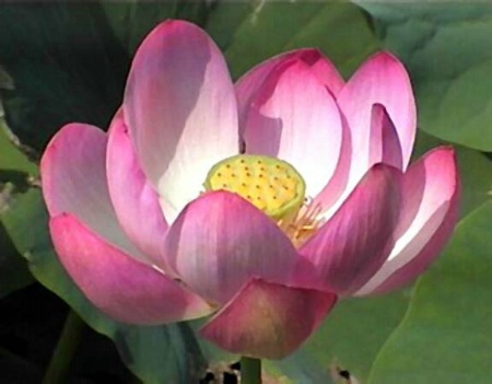 Painted Lotus