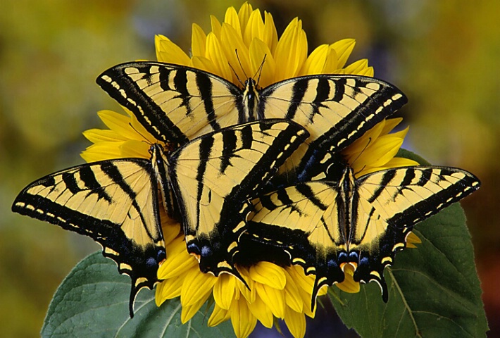 Tiger Swallowtail Trio