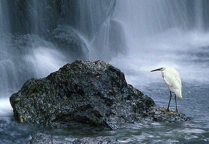 Snowy Egret and Falls