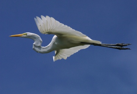"Great Egret in Profile"