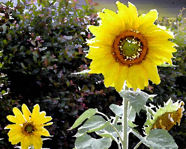 Sunflower Retreat