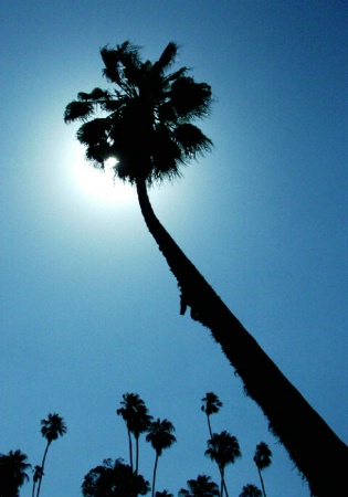 California Rays