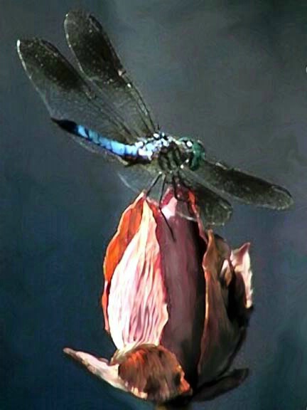 Dragonfly 13