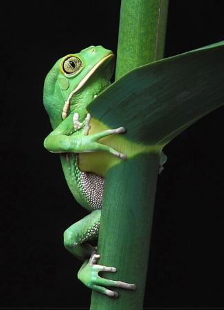 Monkey Frog