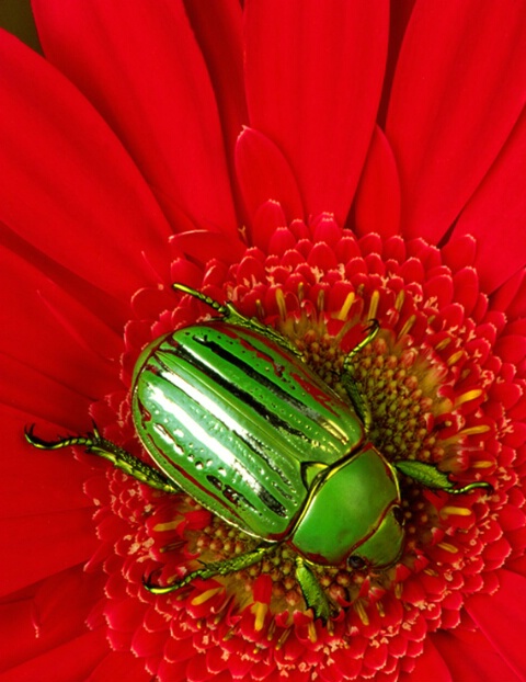 Silver-Striped Scarab