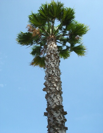 A Tall Palm