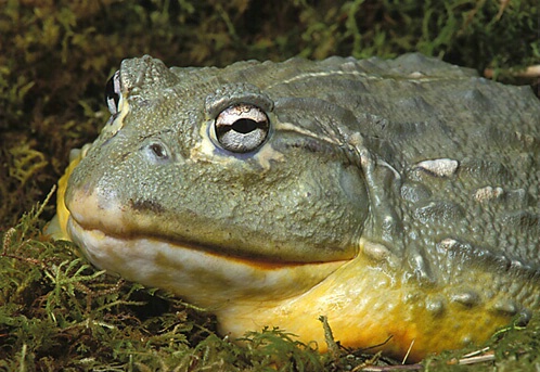 African Bullfrog
