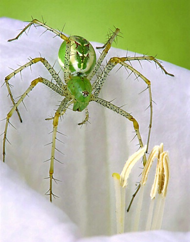 Female Green Lynx Spider