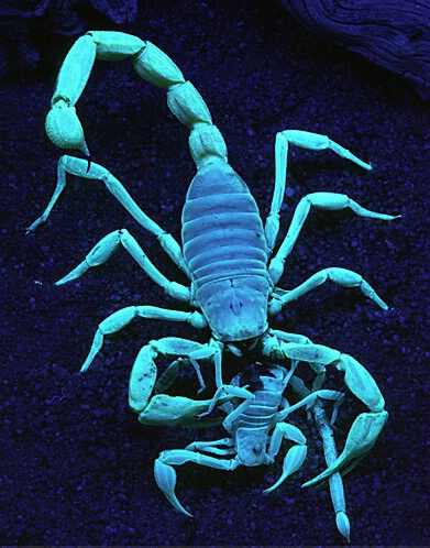 Desert Hairy Scorpion feeding under Blacklight