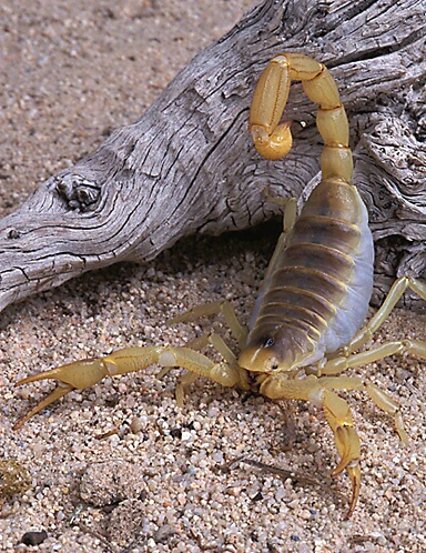 Desert Hairy Scorpion in Defensive Posture