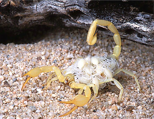 Sand Scorpion Carrying Young