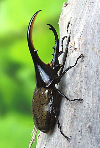 Hercules Beetle on Tree