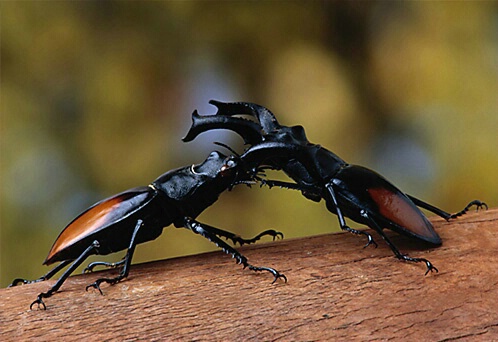 Stag Beetles Engaged in Battle