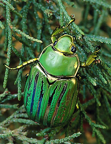 Jewel Beetle on Juniper, Payson