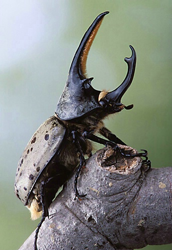 Grant's Rhinoceros Beetle Profile, Payson