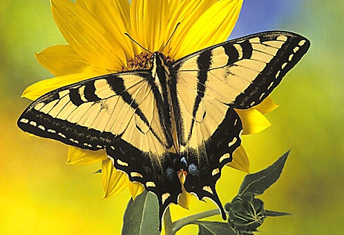 Tiger Swallowtail on Sunflower