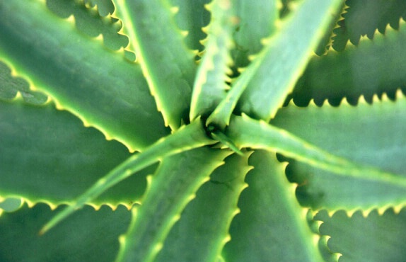 Aloe Closeup