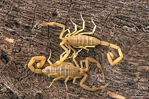 Arizona Bark Scorpion Pair, Mesa