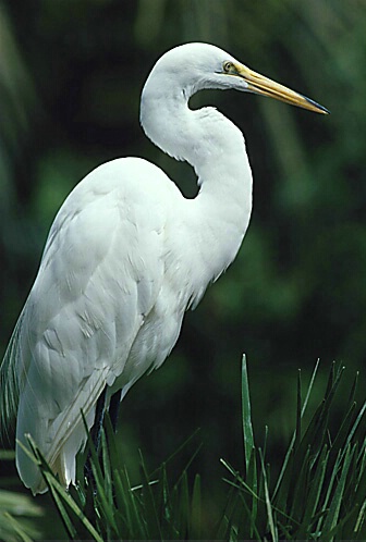 Common Egret Profile