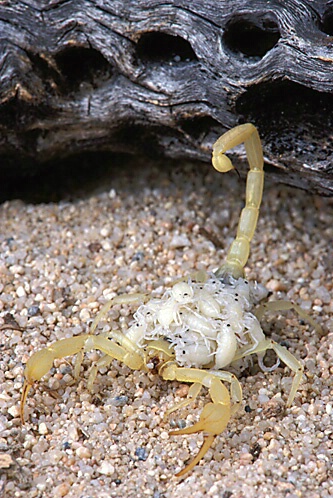 Sand Scorpion Carrying Young