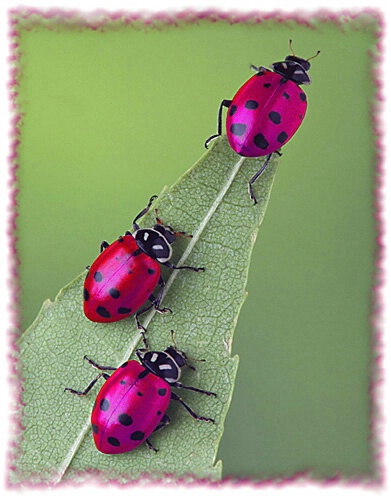 Metallic Ladybugs