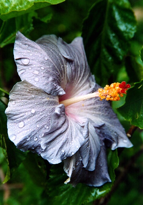 Lavendar Hibiscus