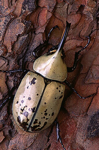 Male Grant's Rhinoceros Beetle