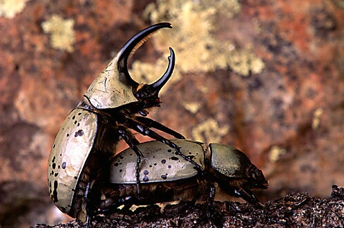 Grant's Rhinoceros Beetles Mating