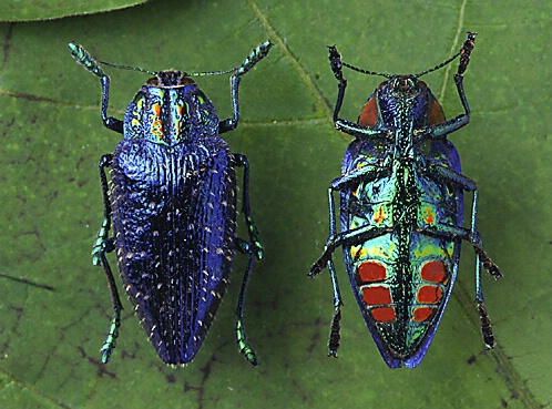 Metallic Woodboring Beetles