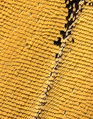 Western Tiger Swallowtail Scales