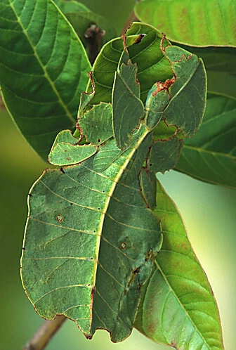Walking Leaf - Green Form
