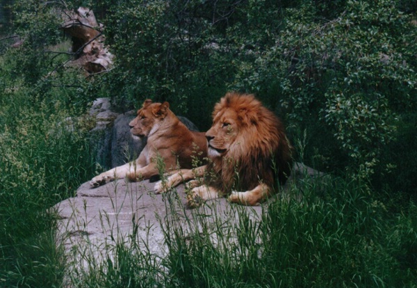 A  NICE  COUPLE