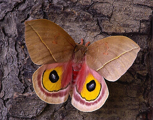 Silk Moth, Payson